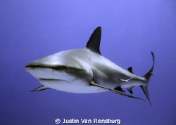 Caribbean Reef Shark by Justin Van Rensburg 